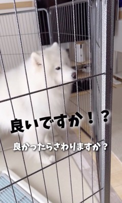 食い気味の業者さん