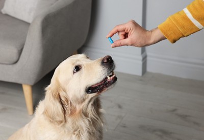 薬を差し出す飼い主の手を見つめる犬