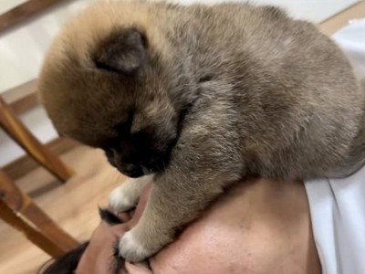 受け入れるパパ