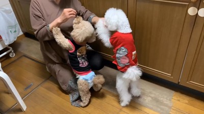 オヤツをおねだり中