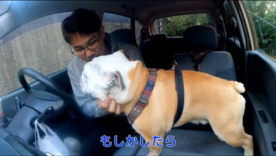 車の中で飼い主に撫でられている犬