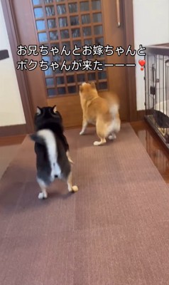 ドアに向かって吠える2匹の犬の後ろ姿