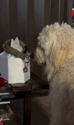 ルークくんをお散歩に誘った時の行動4