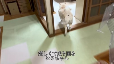 嬉しそうに走り回るはるちゃん