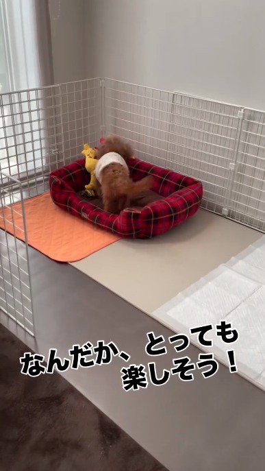犬用ベッドの上に乗る犬