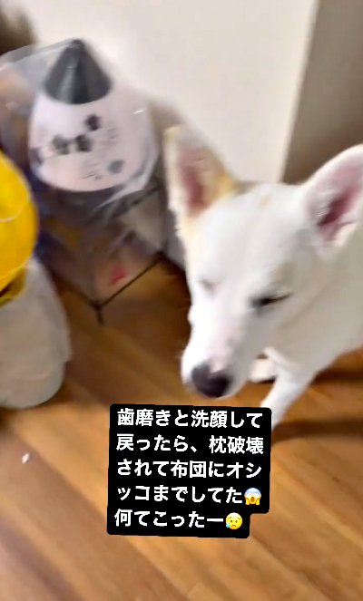 目を閉じる犬