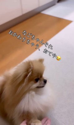 顔を乗せるなごみちゃん8