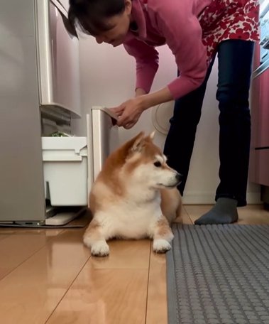 絨毯に寝そべり掃除機の邪魔をする2匹の柴犬