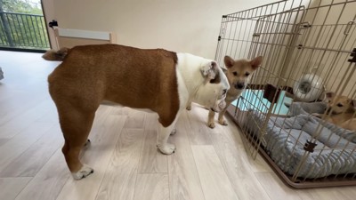 ハクちゃんとまるこちゃんが対面
