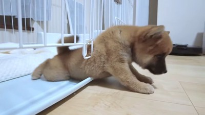 脱走する途中の犬