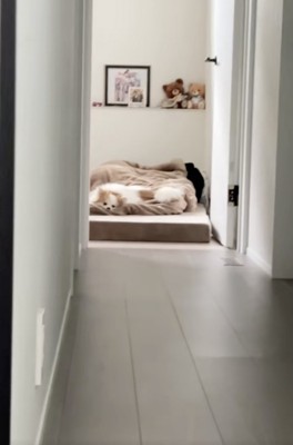 一方、微動だにしない実家のワンコ