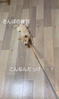 リクくんのお散歩練習7