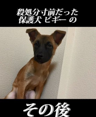 保護犬ビギーくん