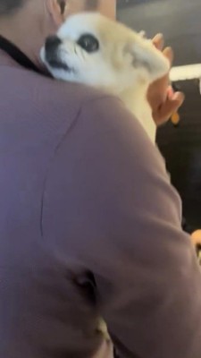 男性に抱っこされて落ち着く犬