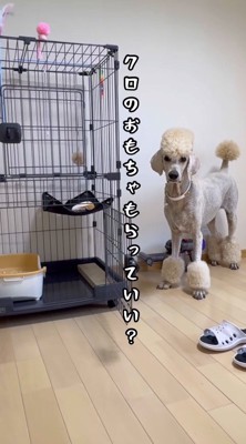 飼い主に猫のおもちゃを貰ってもいいか見つめるクリーム色の犬