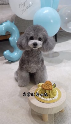 バースデーケーキの前でおすわりしている犬