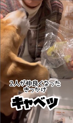 きなこちゃんとお母さん7