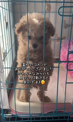 みらいちゃんが元気になるまで⑩