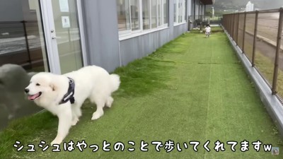 歩きたくないシュシュちゃん