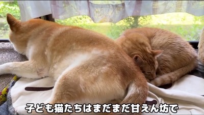 窓際で寝そべる犬と猫