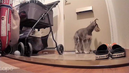 玄関で待機中のぷく君ともち君3