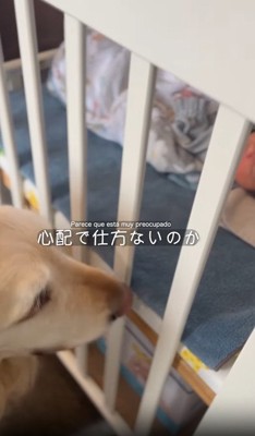 柵から顔を離す犬