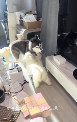 章末くんと子犬たち