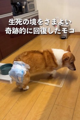 歩くモコちゃん