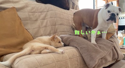 伏せてしまった子犬の側に立つ先住犬