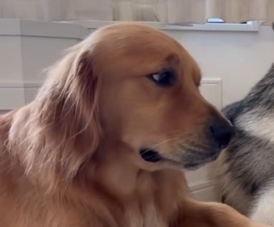 固い表情をするゴールデンレトリバー