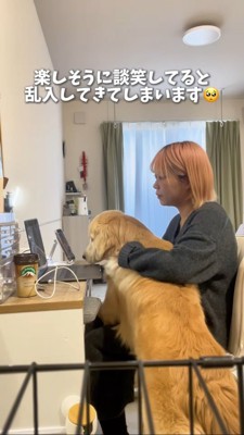 談笑していると混ざりたくなるゴールデン