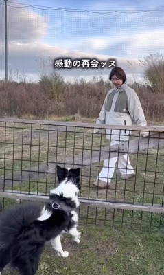 飼い主を出迎える中型犬