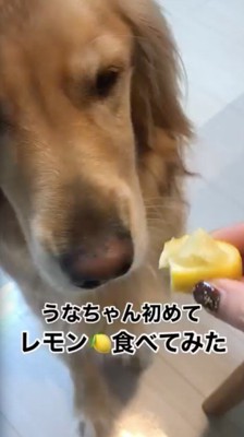 レモンの匂いを嗅ぐ犬