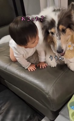 赤ちゃんと犬