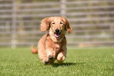 芝生の上を楽しそうに走るミニチュアダックスフンド