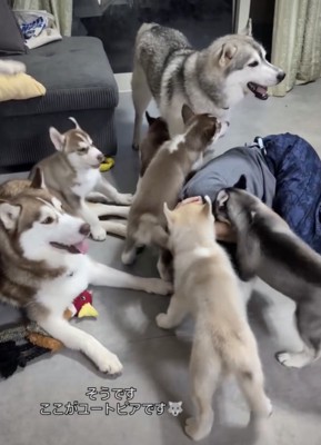パパ、もみくちゃ！