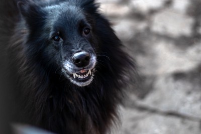 うなる犬