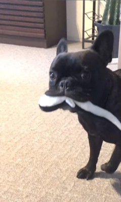 ちこ丸くんとの思い出