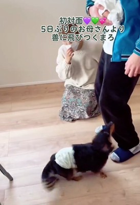 見上げる犬
