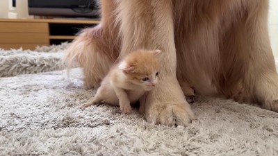 「落ち着く場所みっけ♪」