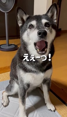 不満そうなこうめちゃん