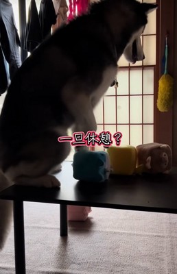 テーブルの上に座る大型犬