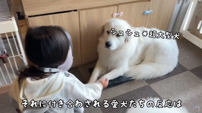 大型犬と女の子の後ろ姿