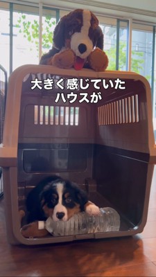 ハウスの中にいる小さな子犬