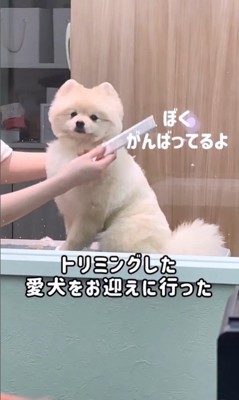 トリミング中のころすけ君6