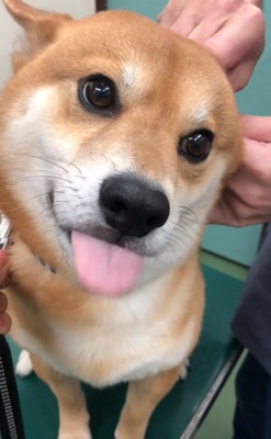 また舌が出るれお君