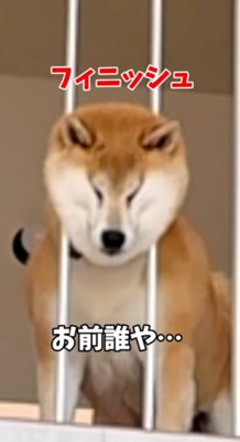 柵の間にハマった顔を引き抜こうとする犬