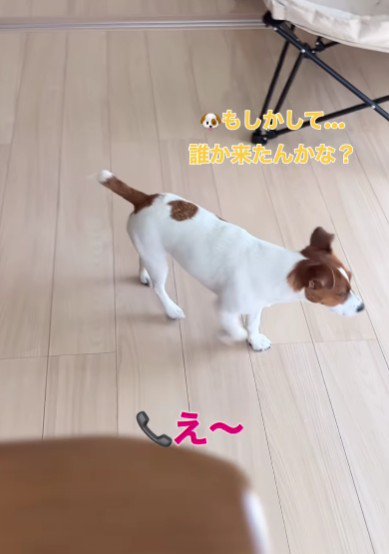 外を確認するモックちゃん