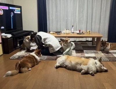 タオルを振り回す犬