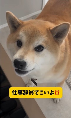 パパがお仕事に行くのを嫌がるおもち君⑩